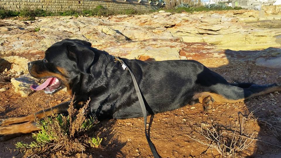 Rottweiler resting on sunlit rocky coastline