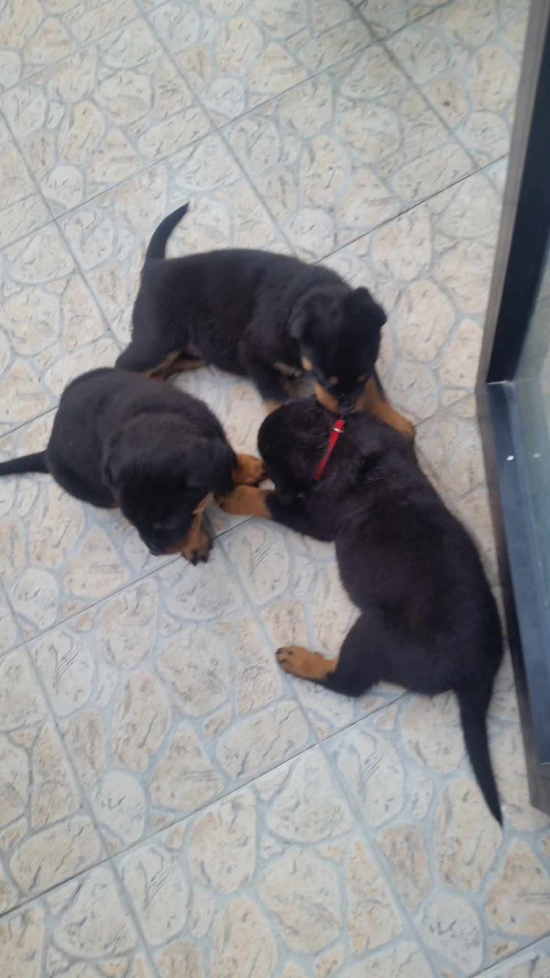 Two Rottweiler puppies playing on a tiled floor